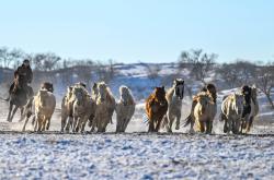 B体育课程-蒙古队在比赛中拼尽全力力挫对手